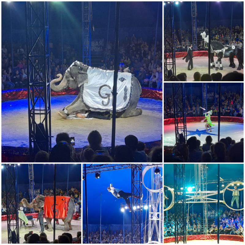 Цирковое представление «Шоу слонов» Московского Цирка Гертнер
