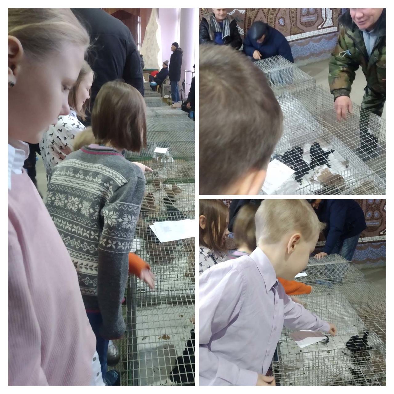 Посетили выставку голубей